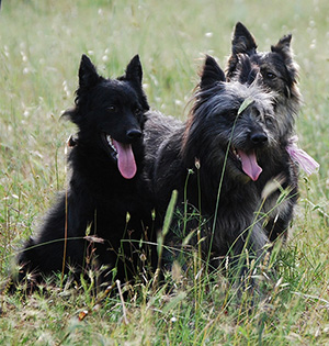 gruppo di cani toccatori al lavoro